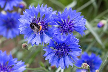 stauder frø kornblomst stauder frø kornblomst